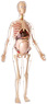 56cm Visible Expectant Mother Anatomy Kit (Plastic model)