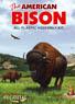 American Bison (Plastic model)