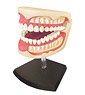 Dental Anatomical Model (Plastic model)