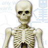 Pose Skeleton Human (03) Big Human (Anime Toy)