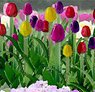 95554 (HO) Flowering Plants - Tulips, 36/pk 1/2`` Height (1.3cm) (Tulip HO Scale, 36 pcs.) (Model Train)