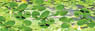 95537 (HO) Gardening Plants - Lily Pads 3/4`` Width, 12/pk (Lotus Leaf HO Scale, 12pcs.) (Model Train)