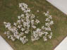 Small and White Flowers Set (Natural Materials) (2) (Plastic model)