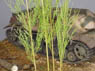 穂の出た植物セット (2g) (天然素材)