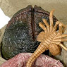 Alien/ 7 inch Action Figure Series: Alien Egg & Face Hugger Collector Pack (Completed)