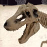 Pose Skeleton Dinosaur Series No.101 Tyrannosaurus (Anime Toy)