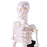 nanoblock Human Skeleton (Block Toy)