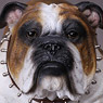 Animal Series – British Bulldog(アニマルシリーズ ブリティッシュ ブルドッグ) AS002B (ドール)