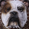 Animal Series – British Bulldog AS002C (Fashion Doll)
