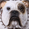 Animal Series – British Bulldog AS002D (Fashion Doll)