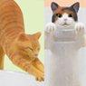 Putitto Cat (Set of 12) (Anime Toy)