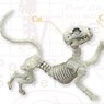 Pose Skeleton Cat (Anime Toy)