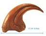 Claws of the Allosaurus (17.15cm) (Plastic model)