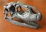 幼アロサウルスの頭蓋骨 （22.9cm） (プラモデル)
