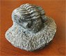 Trilobite (7.62cm) (Plastic model)