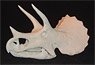 Scull of Triceratops (33cm) (Plastic model)