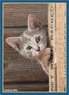 Broccoli Character Sleeve Cat [Chira] (Card Sleeve)