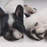 Mr.Z 1/6 French Bulldog Sleep Ver. 003 (Fashion Doll)