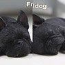 Mr.Z 1/6 French Bulldog Sleep Ver. 004 (Fashion Doll)