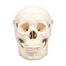 Skull Model (Educational)