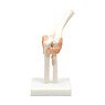 Elbow Joint Model (Educational)