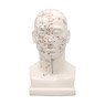 Head Acupuncture Point Model (Educational)