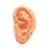 Ear Acupuncture Point Model 13cm (Educational)