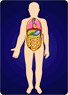 Science Changing Card (Human Body) (Educational)