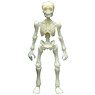 Pose Skeleton Human (01) Lime Green (Phosphorescence Green) (Anime Toy)