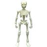 Pose Skeleton Human (03) Big Human Moonlight (Phosphorescence Blue) (Anime Toy)