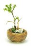 THE BONSAI 1/12 丸鉢寄せ植え【茶】 (ドール)