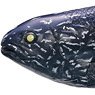 #1-002 Coelacanth (fry) (Completed)