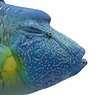#1-003 Humphead wrasse (Completed)