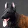 Toys City 1/6 Working Dog Series Malinois Ver 2.0 A (Fashion Doll)