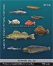 Animals Set 30 Fish of the Sea 2 (Plastic model)