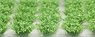Grassland / Grass Height: 12mm (Green w/Sprout) (42 Pieces) (Model Train)