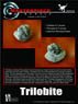 Trilobite (Plastic model)