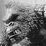 King Kong of Skull Island 7inch Action Figure Preview Limited Black & White Ver. (Completed)