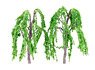 [memory`s] Willow (70mm) (2 Pieces) (Model Train)
