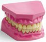 Dental Model (Educational)