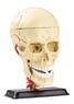 Skull Model 9cm (Educational)