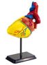 Human Heart Anatomy Model 14cm (Educational)