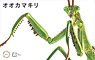 Biology Edition Praying Mantis (Plastic model)