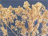 ジオラマ素材 小枝と茶色の葉3 (プラモデル)