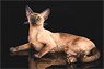 Siamese Cat Sitting Sideways B (Fashion Doll)