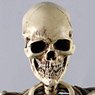 Human Skeleton Diecast (Fashion Doll)