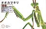 Biology Edition Big Mantis (Brown) (Plastic model)