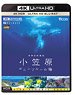 世界自然遺産 小笠原～ボニンブルーの海～ (Blu-ray)