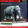Asia Elephant B (Female) (Plastic model)