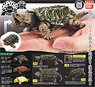 Tortoise 03 (Toy)